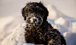 Black Russian Terrier Rysk Svart Terrier  Nilo