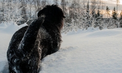 Black Russian Terrier,Rysk Svart Terrier, Renko, Nilo