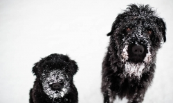 Nilo och Renko, Rysk Svart Terrier