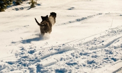 Nilo och Renko, Rysk Svart Terrier