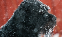 Black Russian Terrier Rysk Svart Terrier  Renko