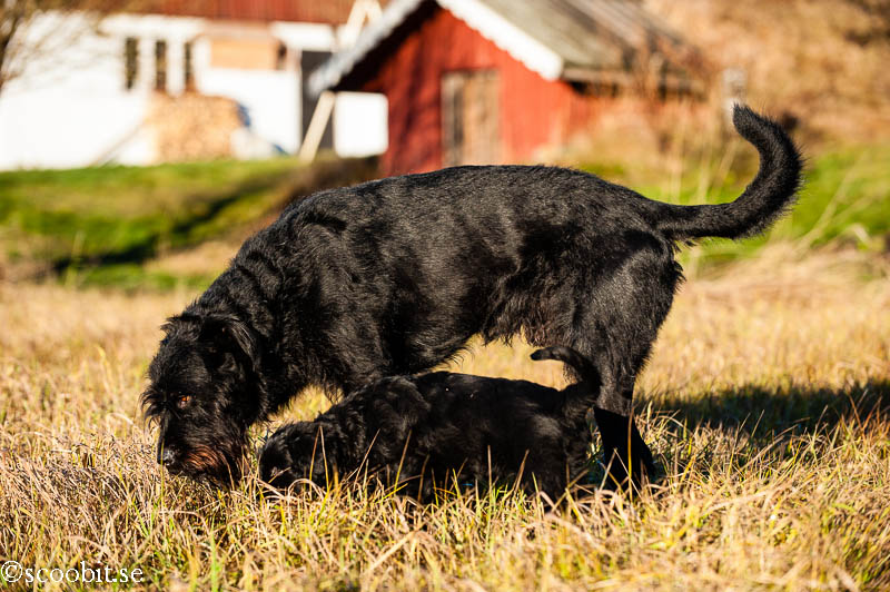 Black Russian Terrier Rysk Svart Terrier  Renko Nilo