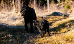 Black Russian Terrier Rysk Svart Terrier  Renko Nilo