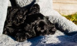 Black Russian Terrier Rysk Svart Terrier  Nilo