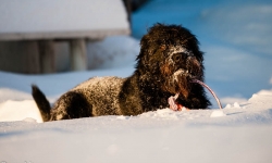Black Russian Terrier Rysk Svart Terrier  Renko